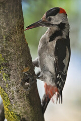 Great Spotted Woodpecker, Dendrocopos Major