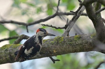 Great Spotted Woodpecker, Dendrocopos Major
