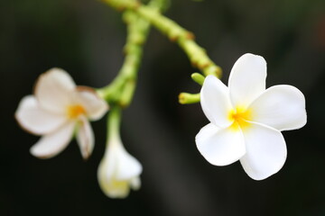 Close up Plumeria flowers in the garden
