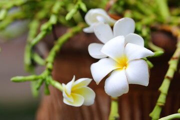 Close up Plumeria flowers in the garden