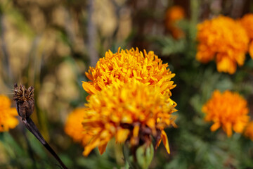 yellow flowers in the garden