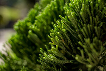 close up of a Pine