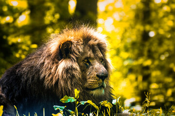 The Barbary lion was a Panthera leo leo population in North Africa that is regionally extinct today. © vijit