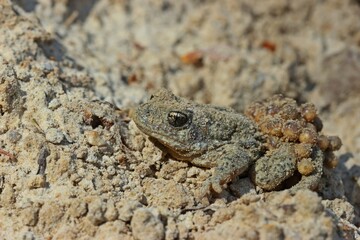 Männliche Geburtshelferkröte (Alytes obstetricans) mit Laichschnüren