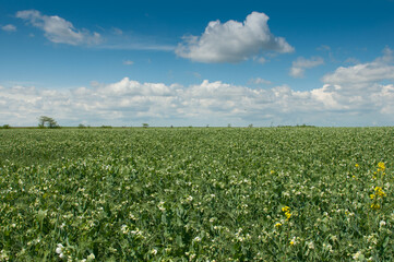 Fototapeta na wymiar Beautiful rural landscape: green pea field and blue sky with white clouds. Idyllic picture, summer mood. Copy space on the sky.