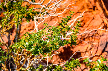 It's Rocks and stones of Twyfelfontein, Namibia