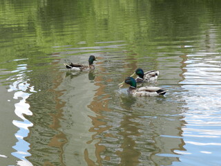 ducks in the water