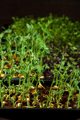 Mixed Microgreens in box on wooden table background.