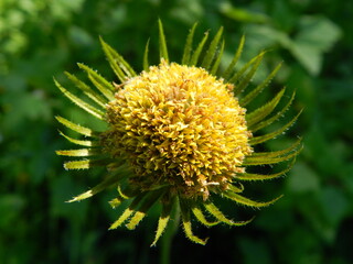 yellow dandelion flower