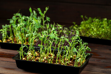 Mixed Microgreens in box on wooden table background.