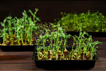Mixed Microgreens in box on wooden table background.