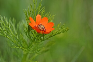 Sommer -Adonisröschen (Adonis aestivalis)