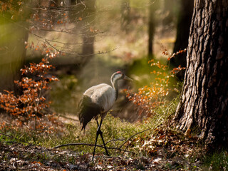 Kranich im Wald