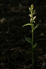 Weißes Waldvöglein (Cephalanthera damasonium) im Gegenlicht