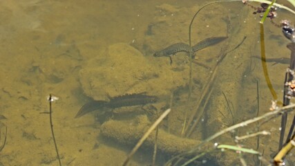 Paar des Kammmolchs (Triturus cristatus) bei der Balz im Teich