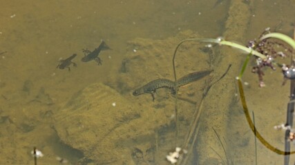 Weiblicher Kammmolch (Triturus cristatus) mit  Teichmolchpaar (Lissotriton vulgaris) im Teich
