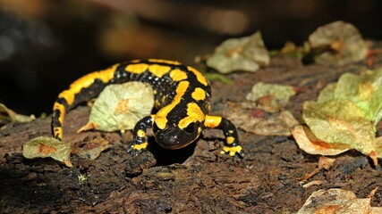 Feuersalamander (Salamandra salamandra) im Nationalpark Kellerwald