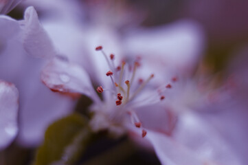 Fototapeta na wymiar Spring fresh morning flowers