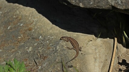 Weibliche Mauereidechse (Podarcis muralis brongniardii).