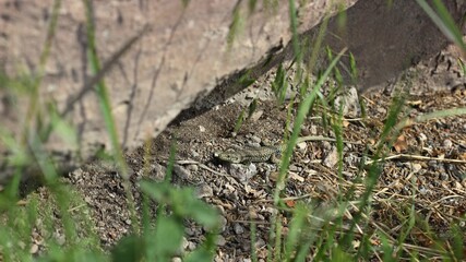 Männliche Mauereidechse (Podarcis muralis brongniardii)
