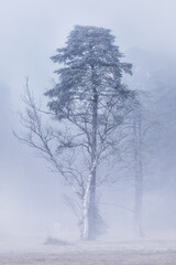 Obraz na płótnie Canvas Frozen Tree