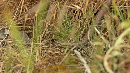 Schlingnatter (Coronella austriaca) kurz vor der Häutung