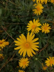 yellow dandelions in the garden