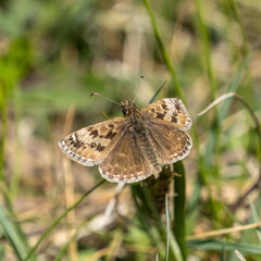 Dingy Skipper Resting in Grass Meadow