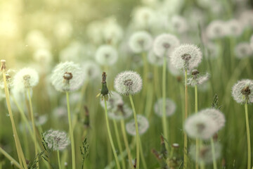Field of dandelions, grass background, nature concept
