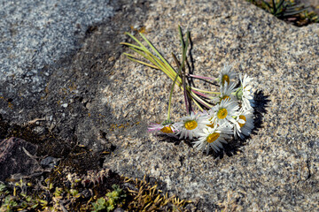 
macro photography of flowers in summer