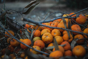 oranges on the ground