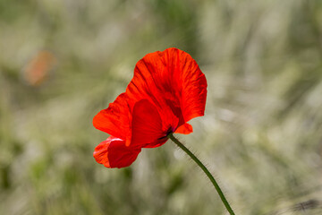 Obraz premium A Vibrant Poppy