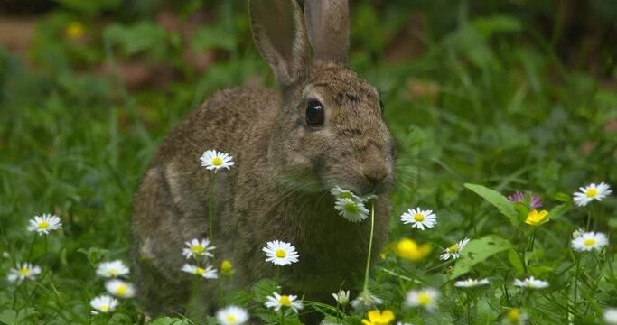Adorable rabbit nibbles daisy flower stem in summer meadow