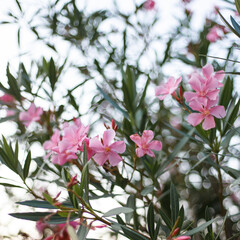 Blooming pink oleander flowers or nerium in garden. Selective focus. Blossom spring, exotic summer.