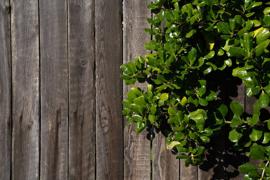 Green leaves over wooden fences background, copy space. © tonklafoto