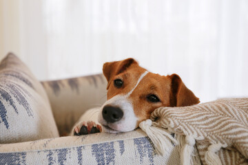 Curious Jack Russell Terrier puppy looking at the camera. Adorable doggy with folded ears lying on...