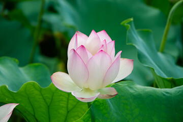 Obraz premium Lotus in the pool