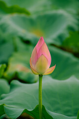 lotus