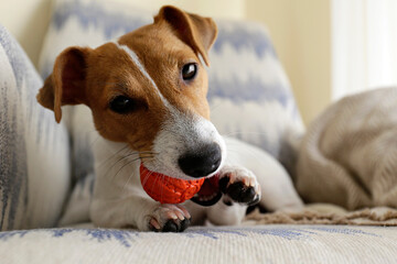 Curious Jack Russell Terrier puppy playing with favorite toy looking at the camera. Adorable doggy with folded ears and orange rubber ball for pets. Play time concept. Close up, copy space, background