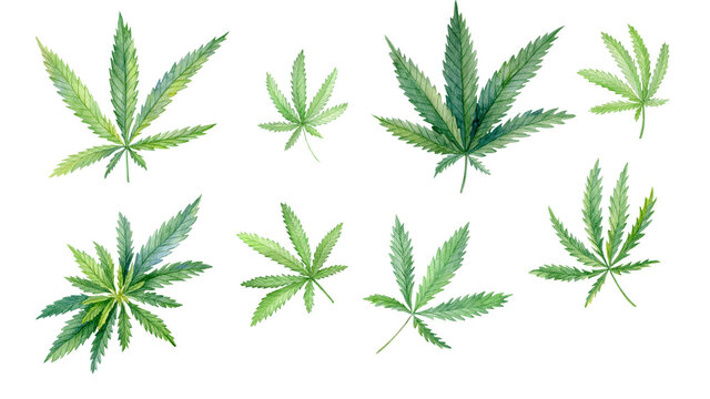 Watercolor cannabis leaves isolated on white background. 
Medical marijuana leaves set. Hand drawn illustration.