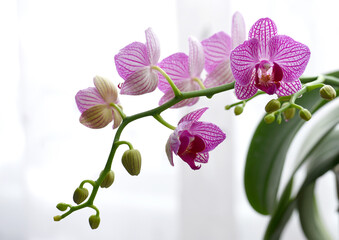 Naklejka na ściany i meble blooming phalaenopsis orchid on a light background