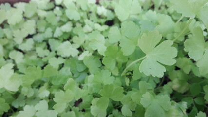 seedlings growing in the nursery, growing saplings,ABSTRACT Seedling cultivation and breeding of  in nursery trays