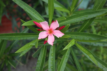 Fototapeta premium pink flower in the garden