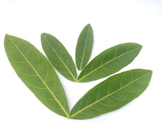 bay leaves isolated on white background