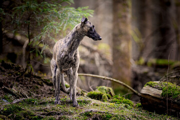 Whippet Rüde im Wald