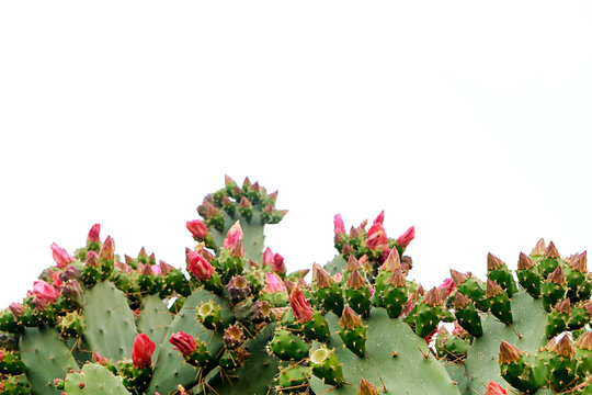 Close up shot of beavertail prickly pear cactus blossoms blooming in natural sun light. Opuntia basilaris flowering. Copy space, background.