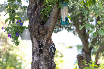 Two woodpeckers. Mother and chick on a tree. Feeding the chick. . (Forest climbing bird with a strong beak).