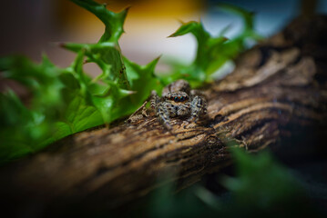 Plan rapproché d'une araignée Salticidae avec ses gros yeux sombres isolée et posée sur un morceau de bois entouré de feuilles découpées