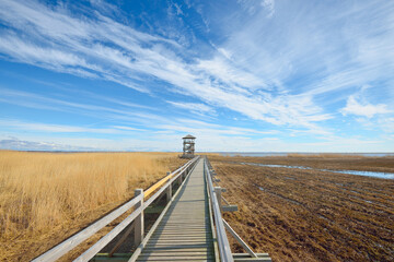 A wooden pathway to the bird watching tower on the lake on a sunny spring day, Netherlands. Shallow...