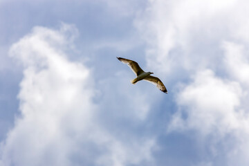 A European Herring Gull (Larus argentatus) in flight.